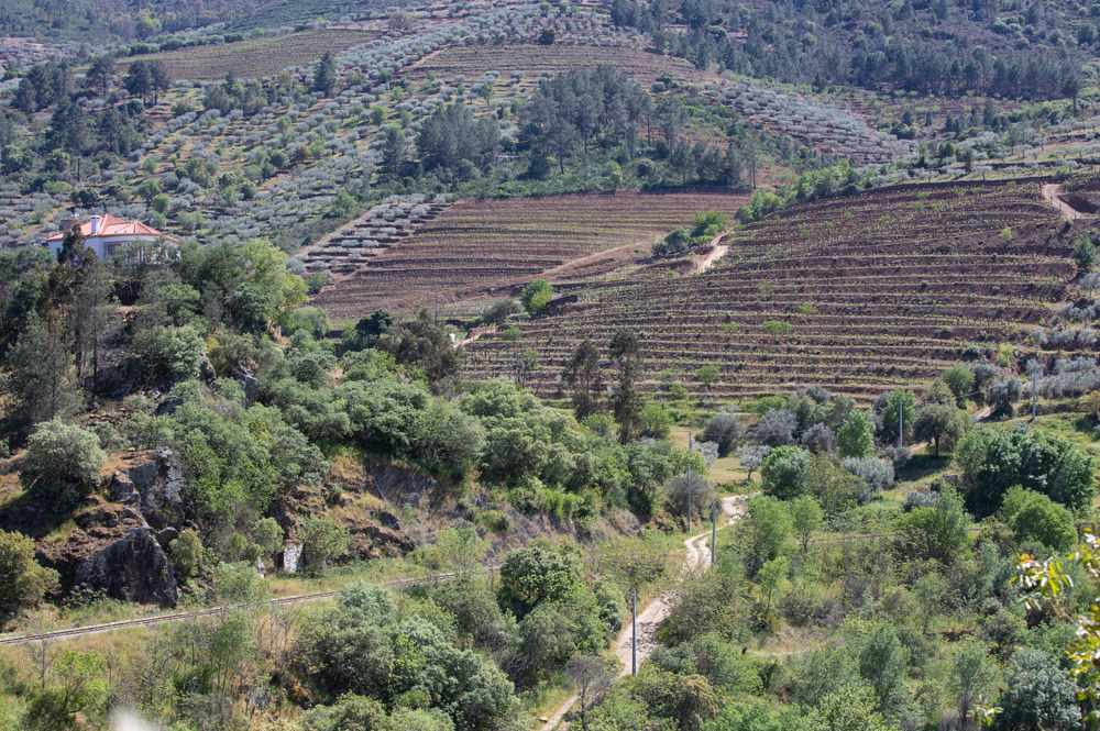 terras e vinhas Quinta do Carvalhido